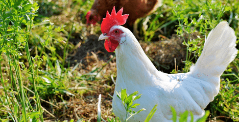 Vogelgrippe in der Gyeonggi Provinz