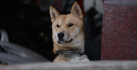 Jindo-Hund