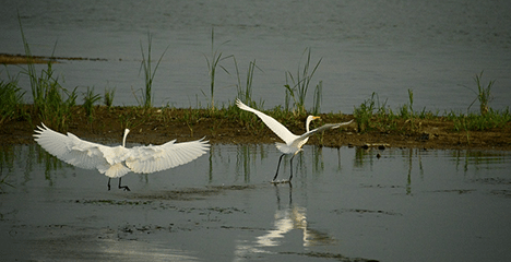 Fauna (Tierwelt)