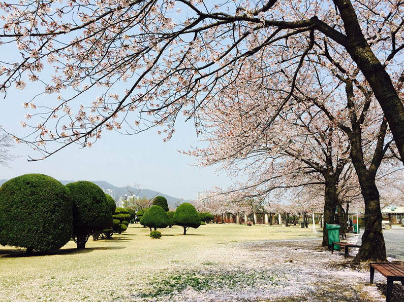 Seoul-Frühling