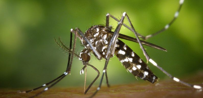 Mückenschutz als Patches – so werden sie hergestellt