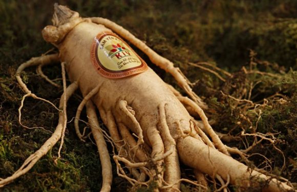 Ginseng