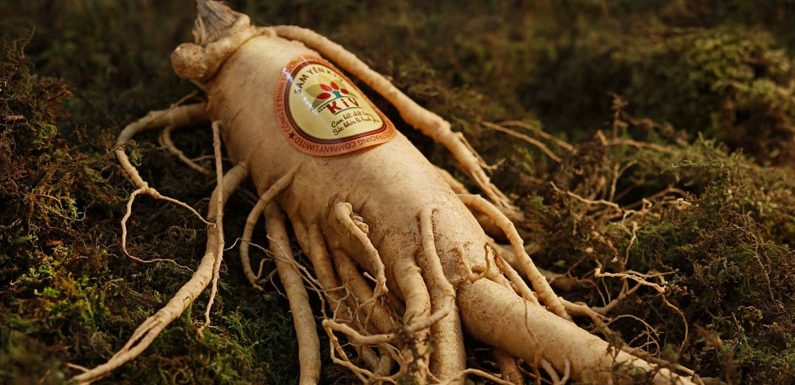 Ginseng