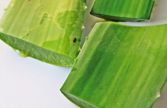 10 verschiedene Möglichkeiten, Aloe Vera Gel anzuwenden