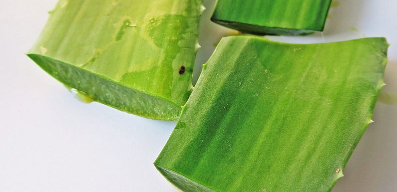 10 verschiedene Möglichkeiten, Aloe Vera Gel anzuwenden