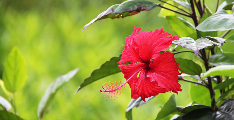 Geburtsblume und Blumensprache