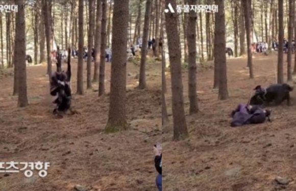 Beschwerde bei KBS wegen Tiermissbrauch bei Dreharbeiten