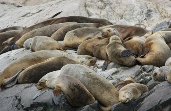 Grund für Aussterben der Dokdo Seelöwen ist nun bekannt