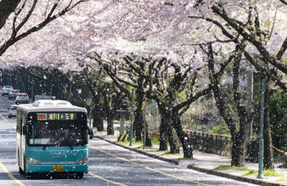 Die Kirschblüte in Korea