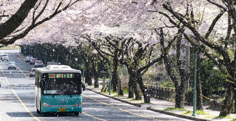 Kirschblüte-in-Korea