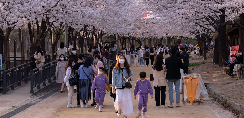 Hanami: Die Kunst des Kirschblüten-Betrachtens in Japan